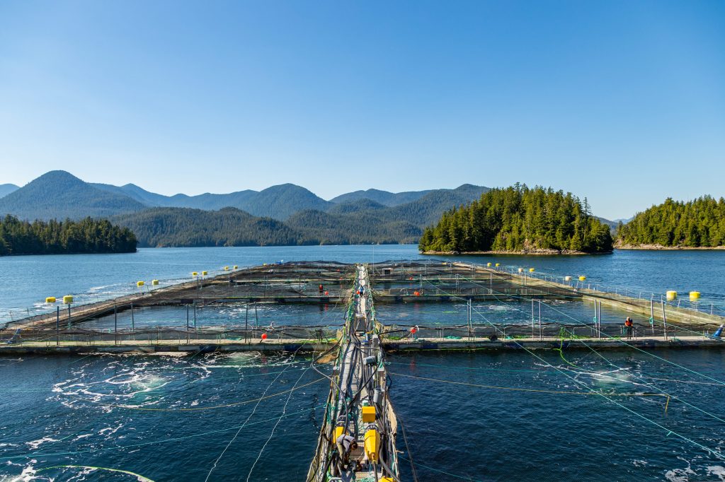 Transportation of live fish